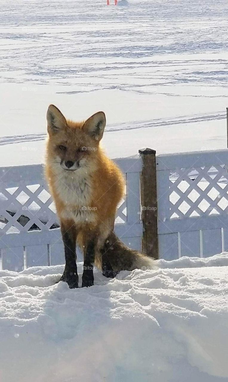 Wild red fox