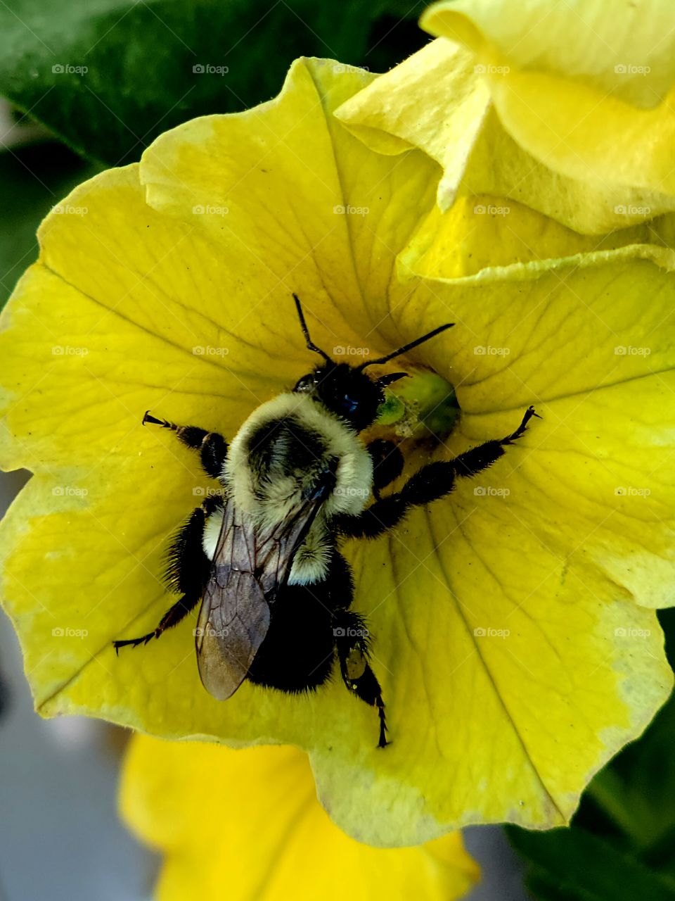 bee