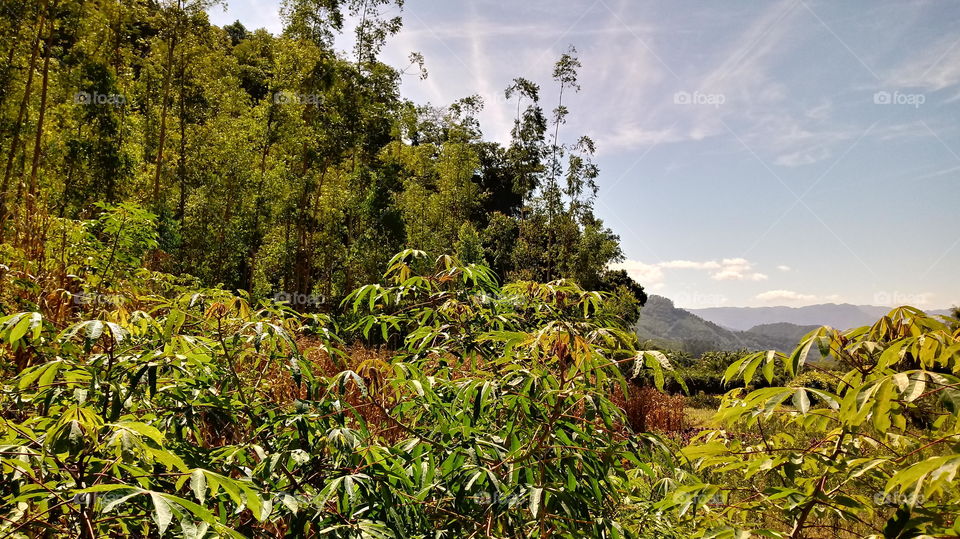 Mata Sol VEGETAÇÃO