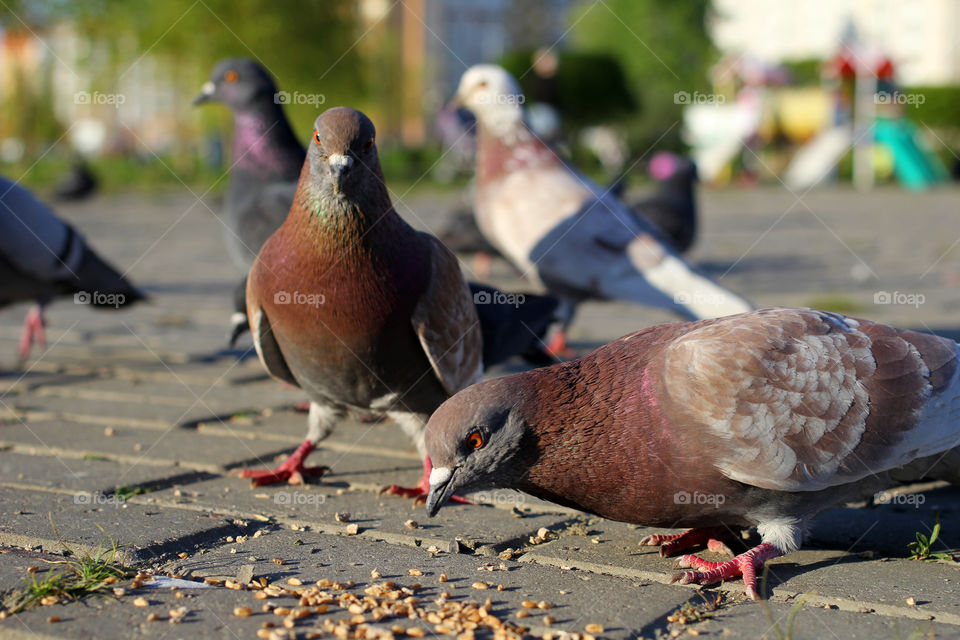 Pigeon, bird, "living being", fauna, nature, park, eat, grains, take off, landscape