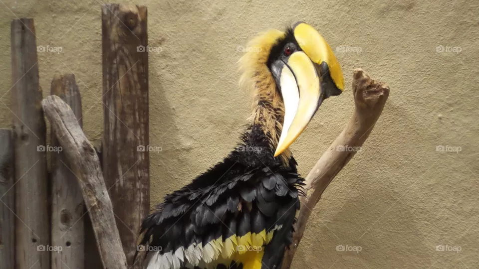 bird