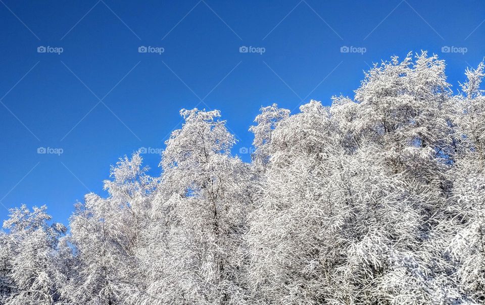 Snow time❄️Blue and white ❄️ Nature ❄️