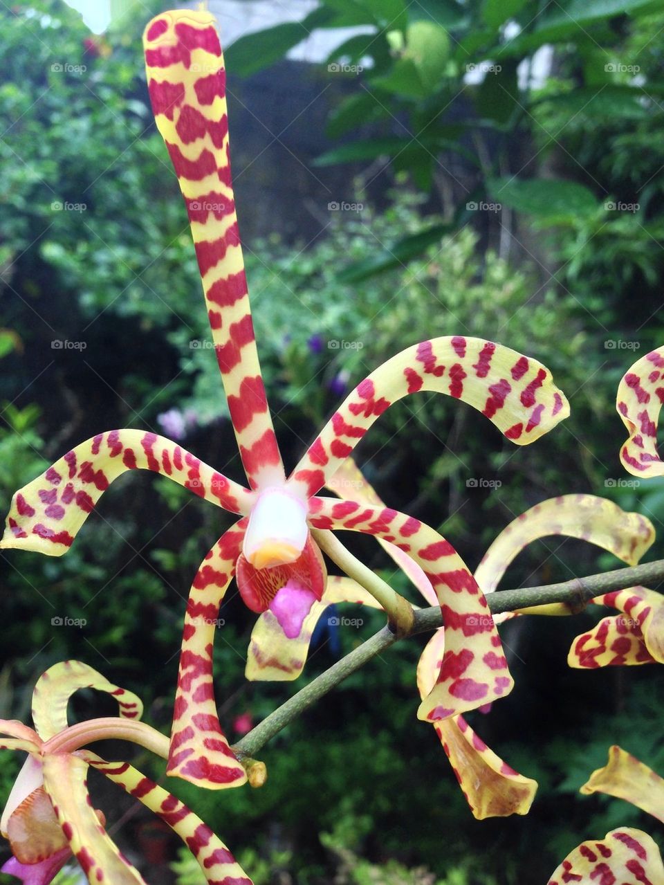 Spider orchid