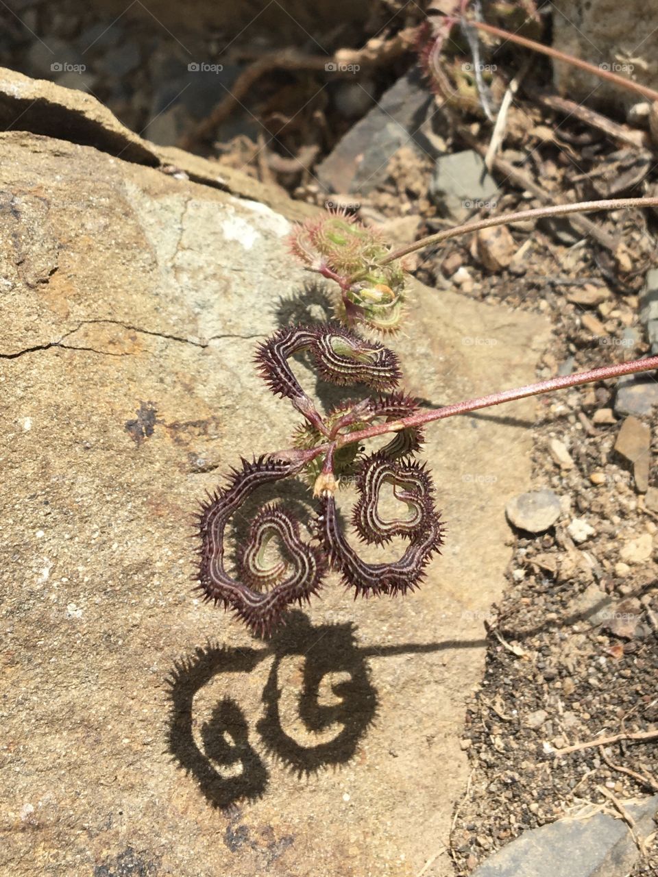 Strange seeds shapes with their shadows