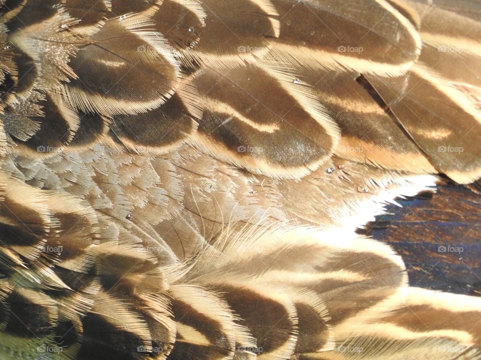 Feathers up close