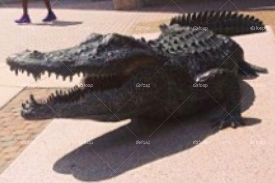 Gator1