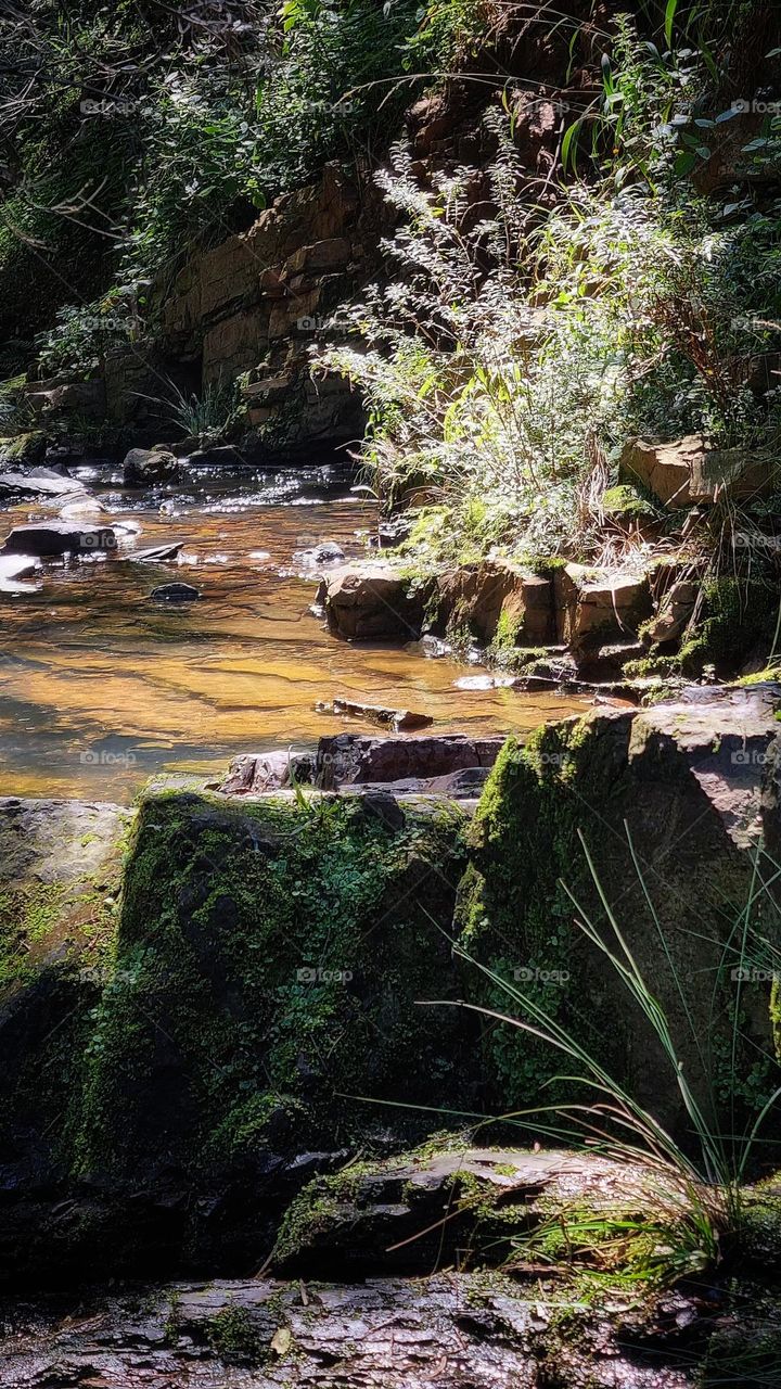 a forest stream with moss growing on the rocks