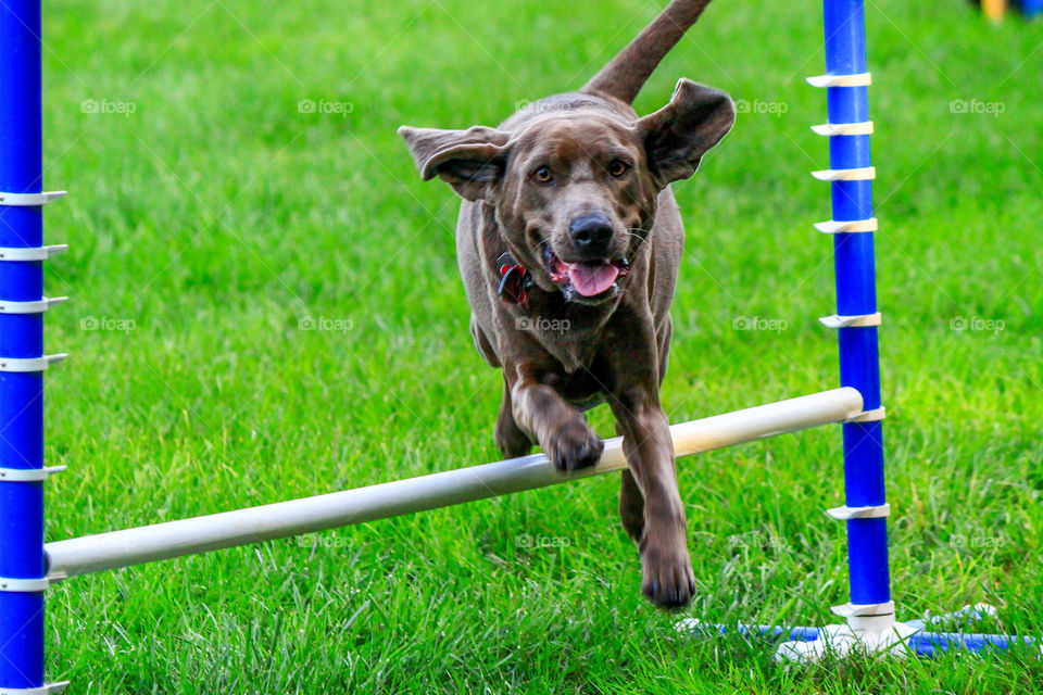 Our Uni girl enjoying her agility exercises.
