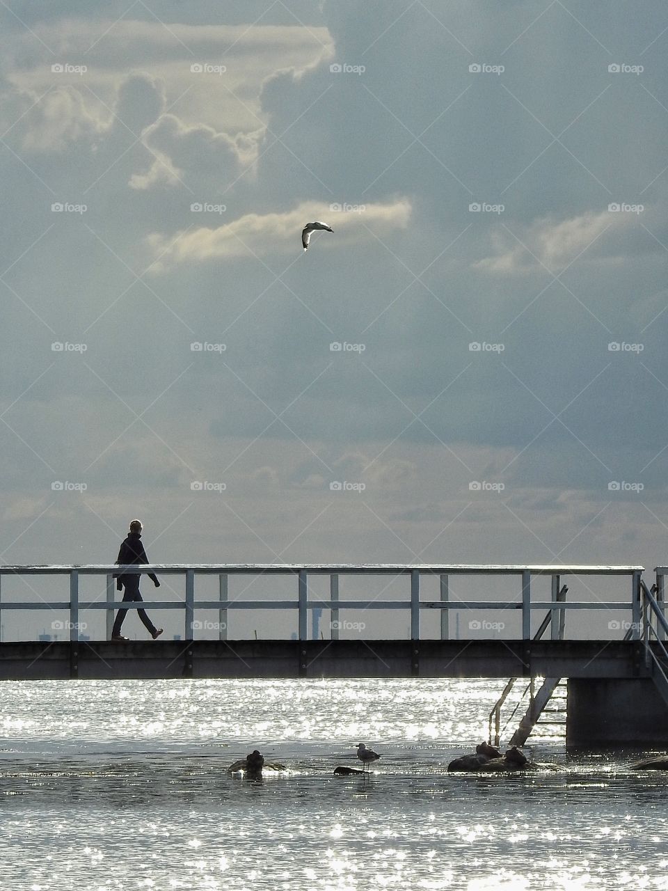 Water, Beach, Sea, Storm, Bird