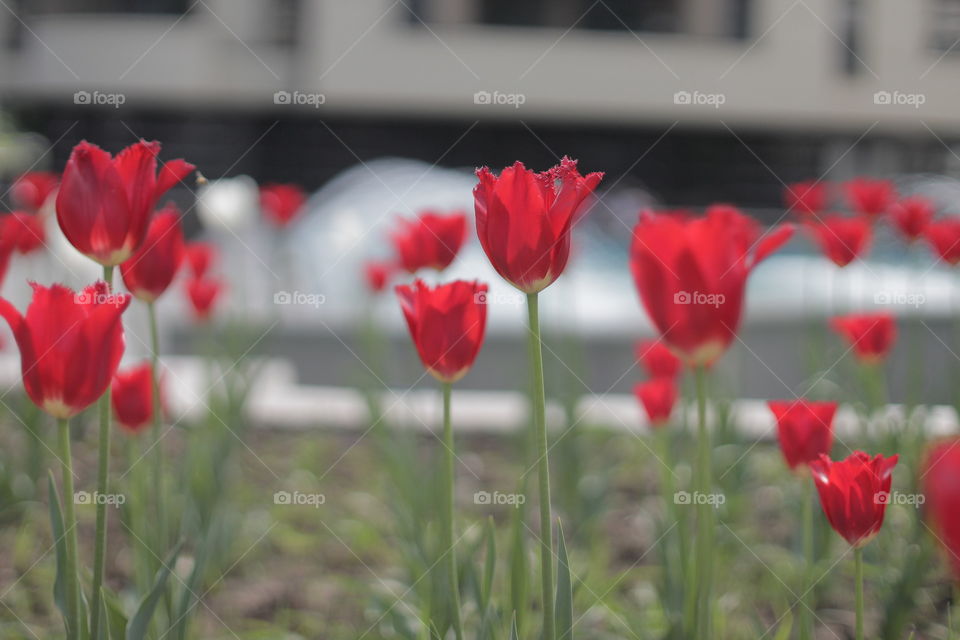 Flower,tulipa