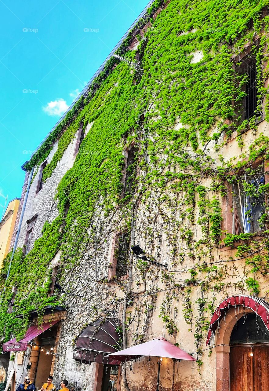 Urban nature: plants