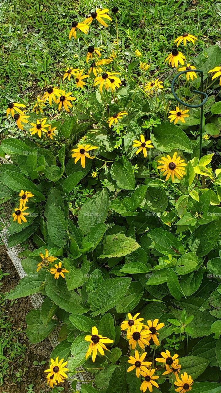 Black eyed Susan . This coneflower is grown wildly. It is an annual. Looks awesome in  hanging pots.