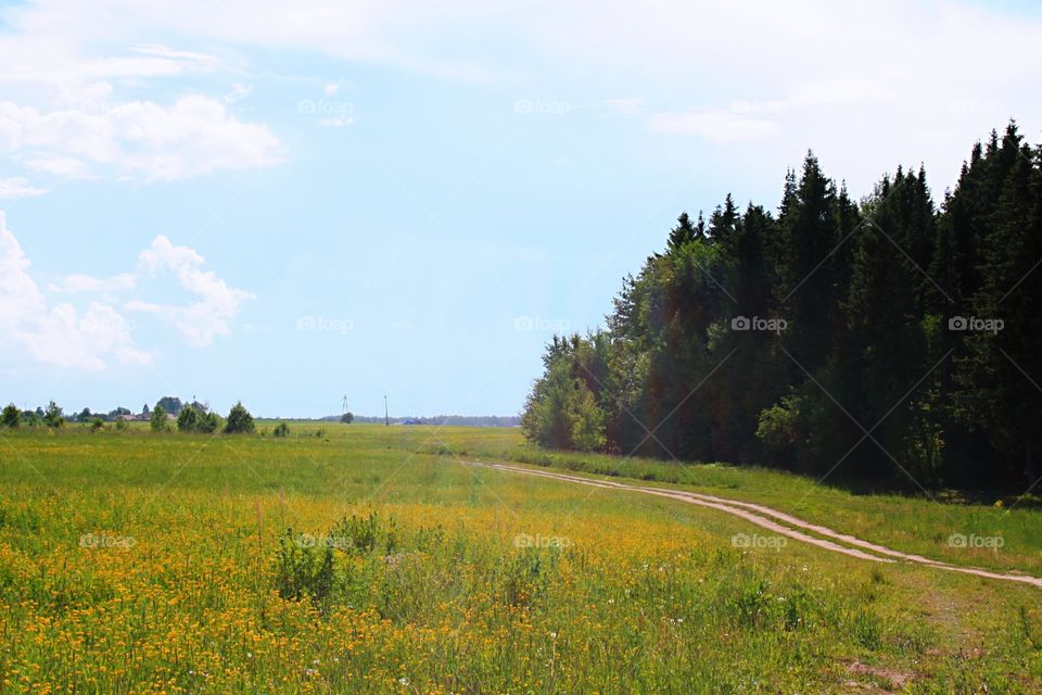 Summer field.  The end of the forest