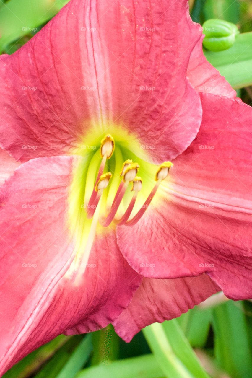 Pink lily closeup