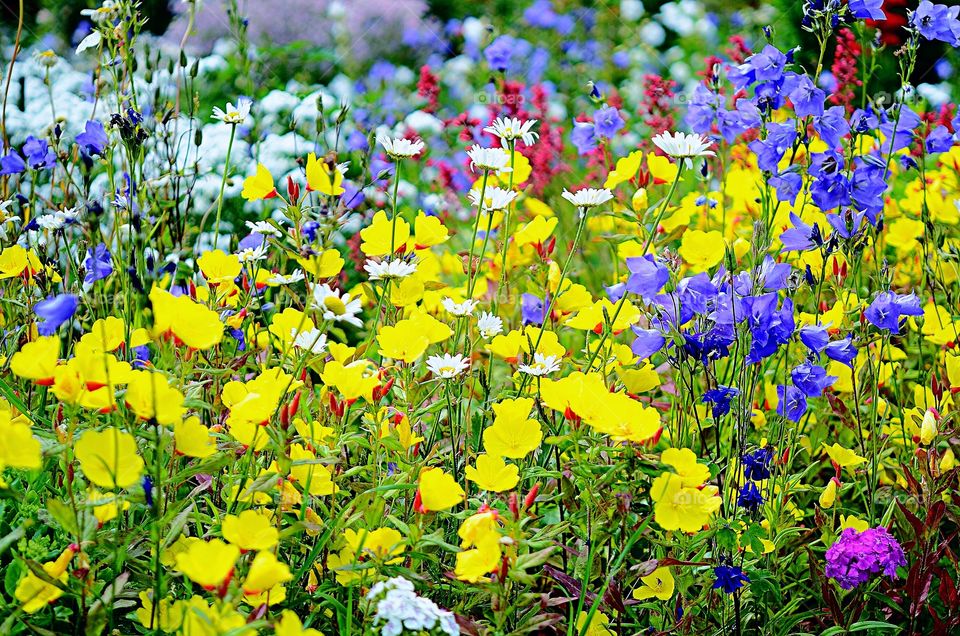 JARDIM FLORIDO COLORIDO