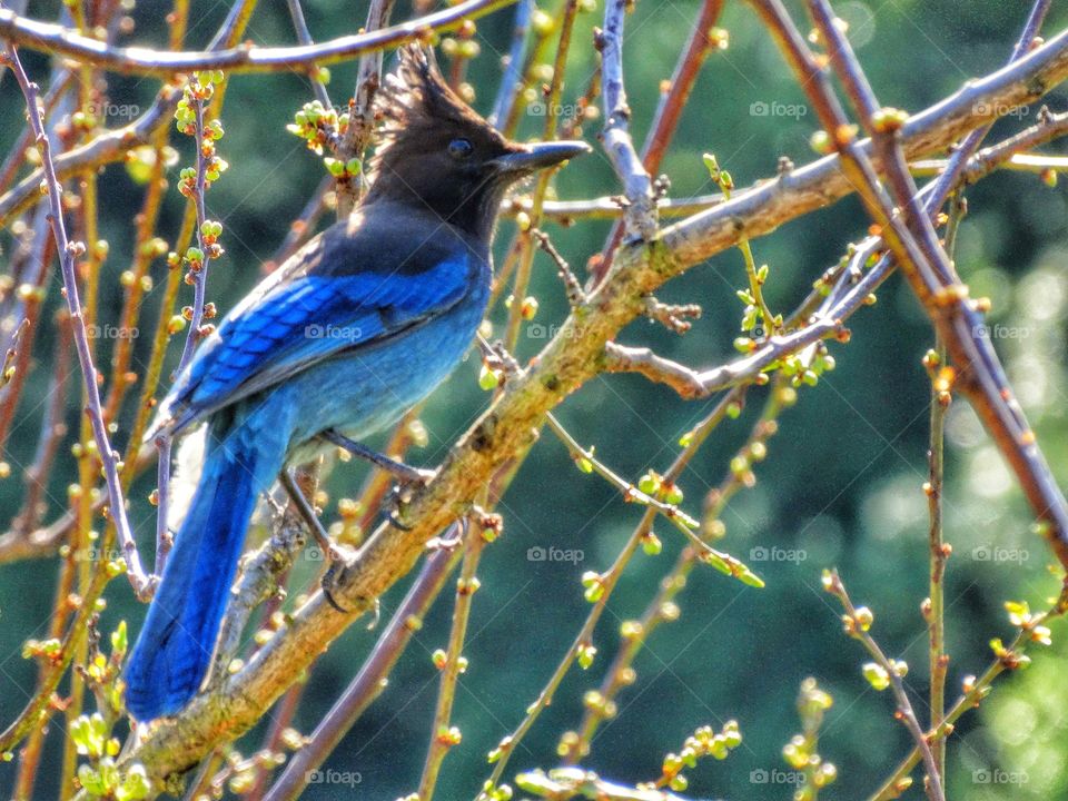 Steller's Jay