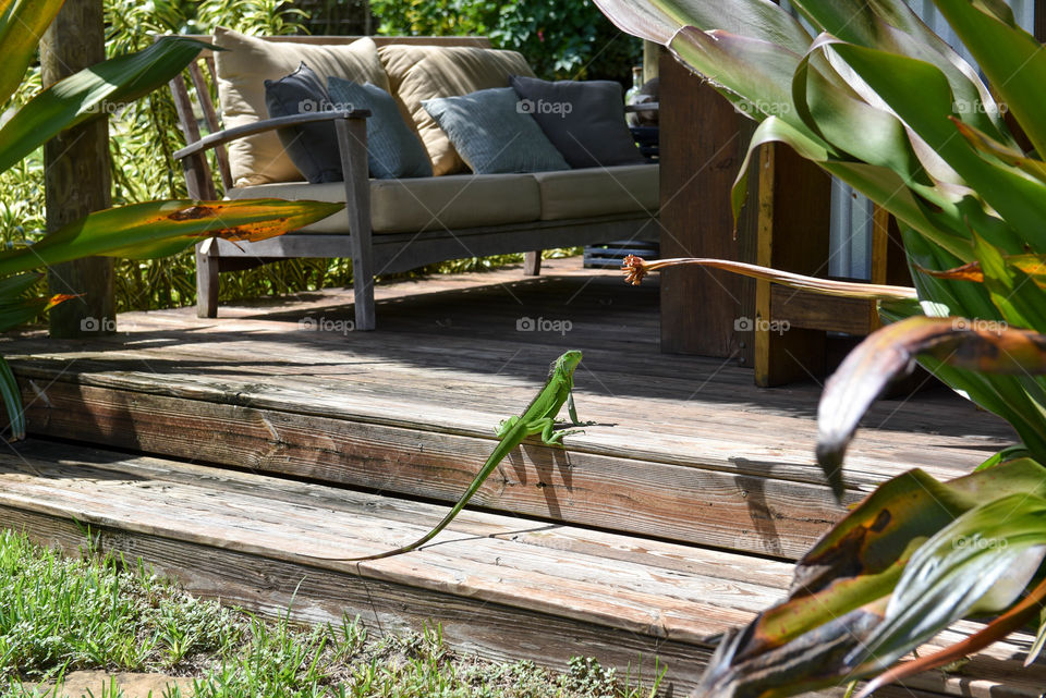 Native Florida iguana lizard outdoors on a wooden deck