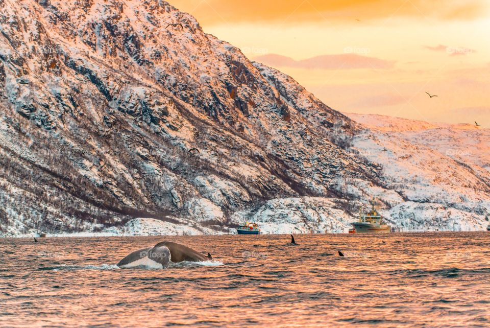 Whales swimming in sea