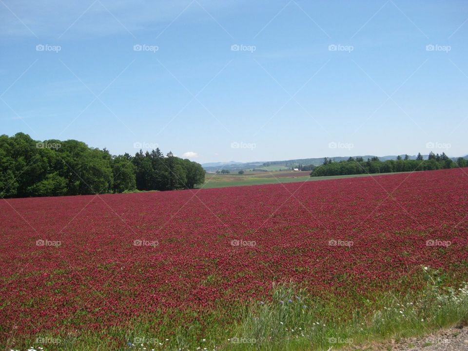 Clover. Field