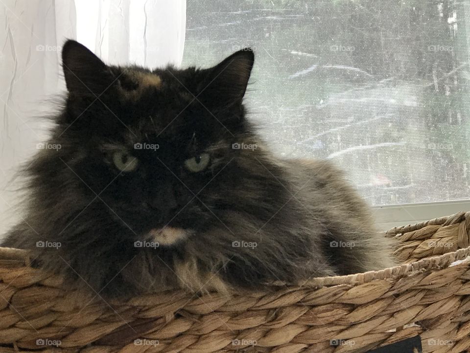 Clara on a rainy day