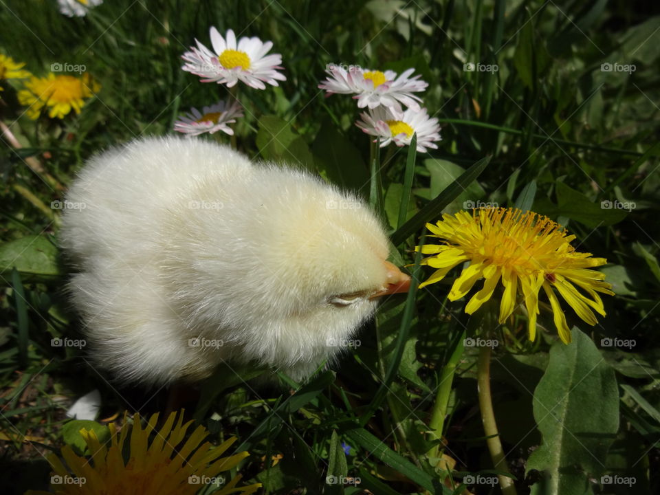 High angle view of chick