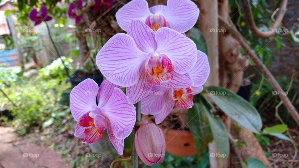 Veja que lindas flores das Orquídeas nas árvores do quintal da casa de minha mãe.