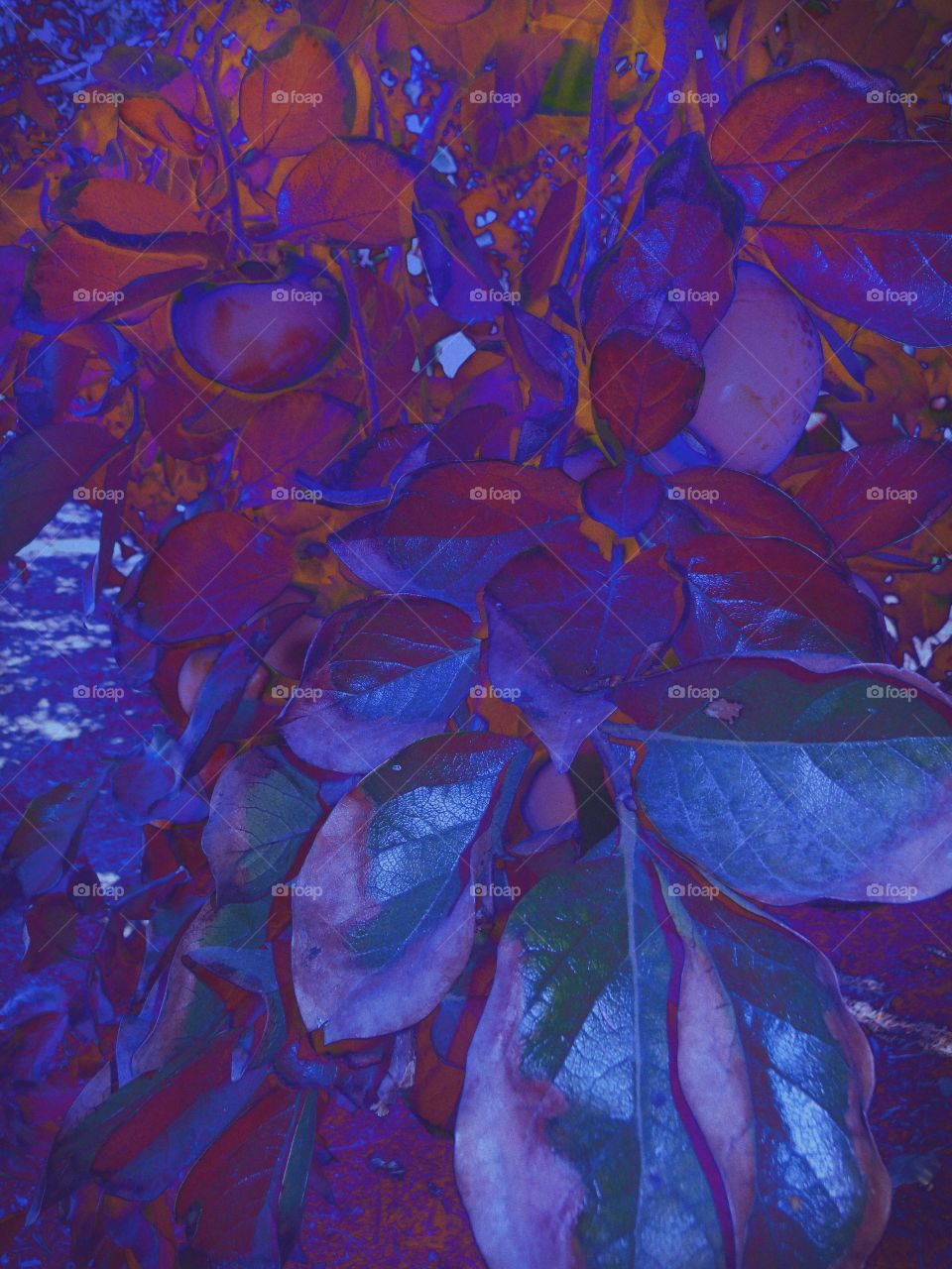 Intense purple foliage 