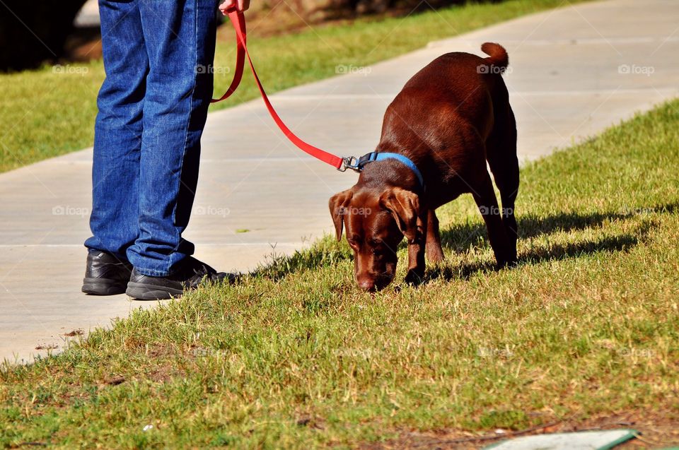 Grass, Dog, Mammal, Animal, Pet