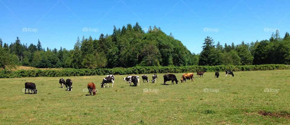 Cows