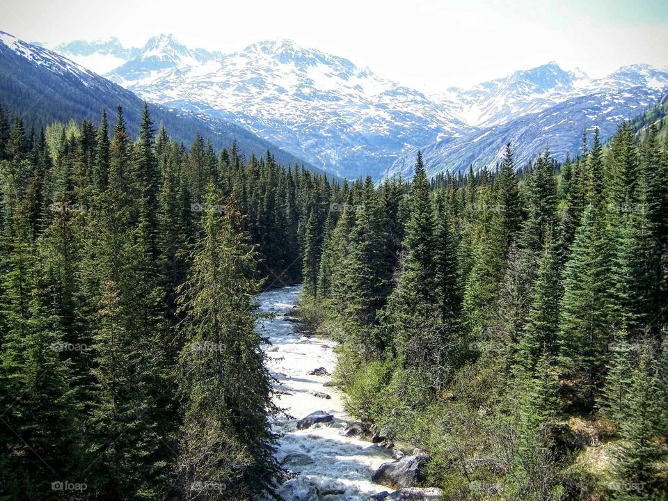 Alaska's forest in winter