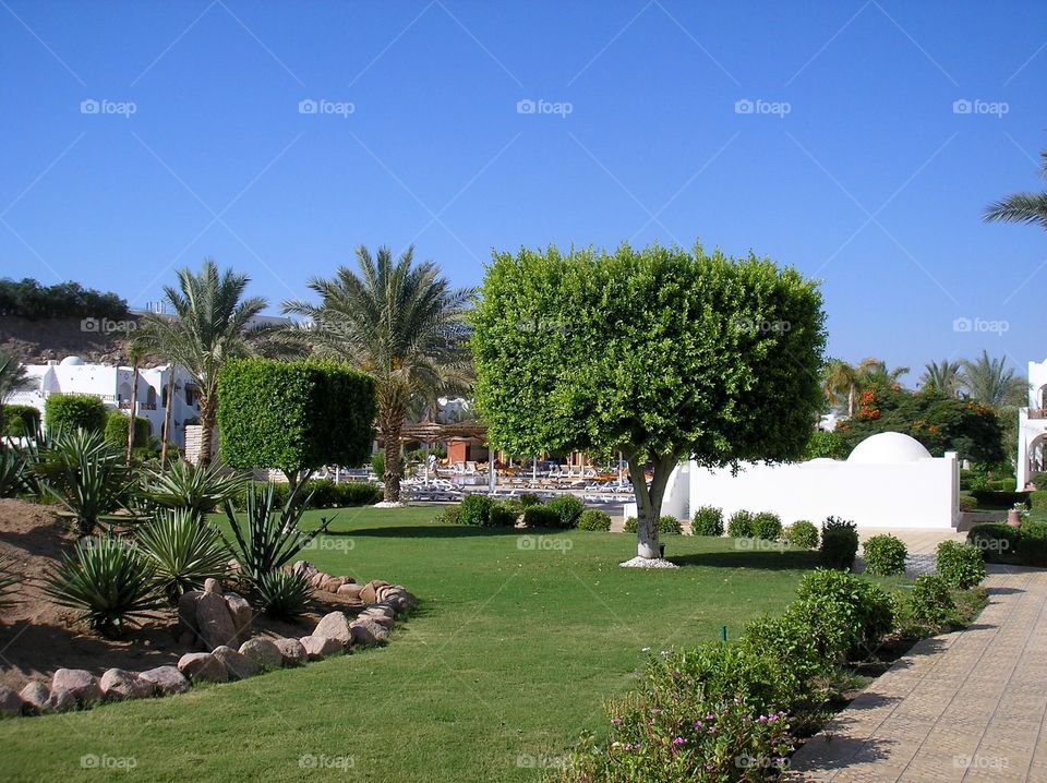 Trees and plants on a lawn on a territory of a hotel