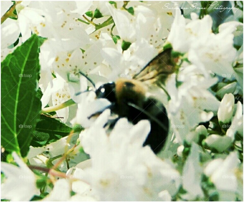 Big bee