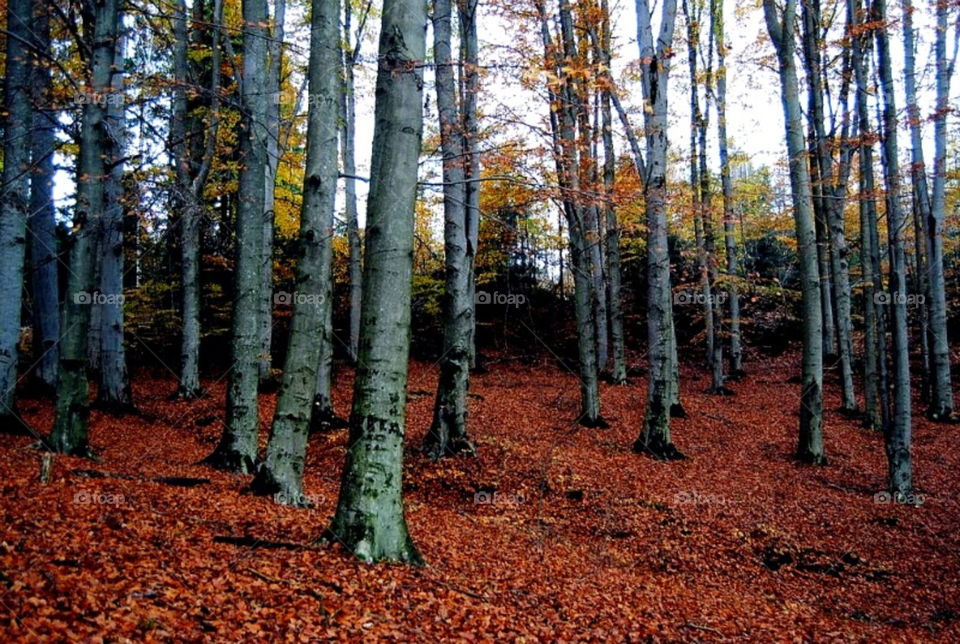 landscape wood leaves forrest by merethe