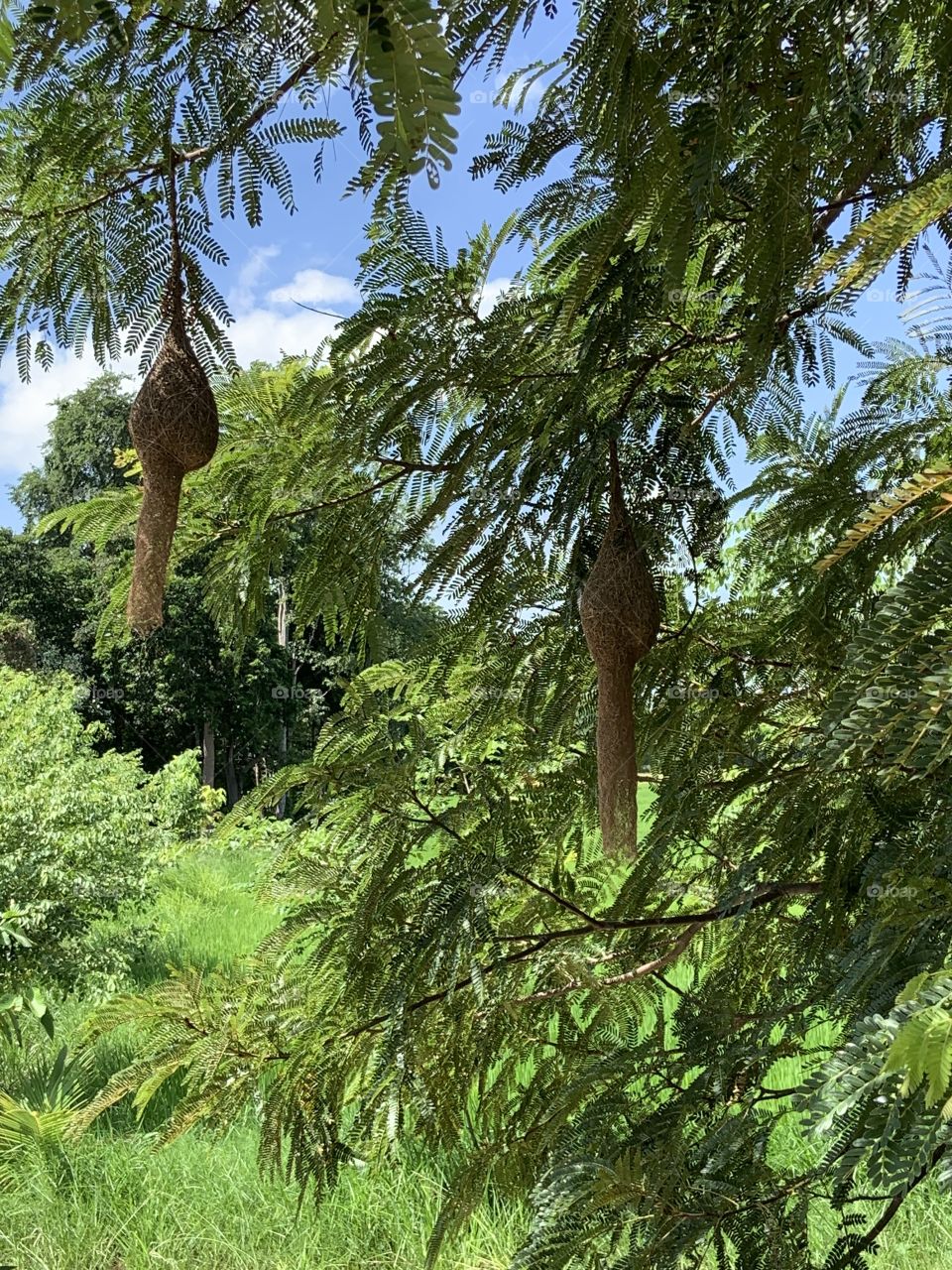 The stories of the nature,my garden ( Countryside)