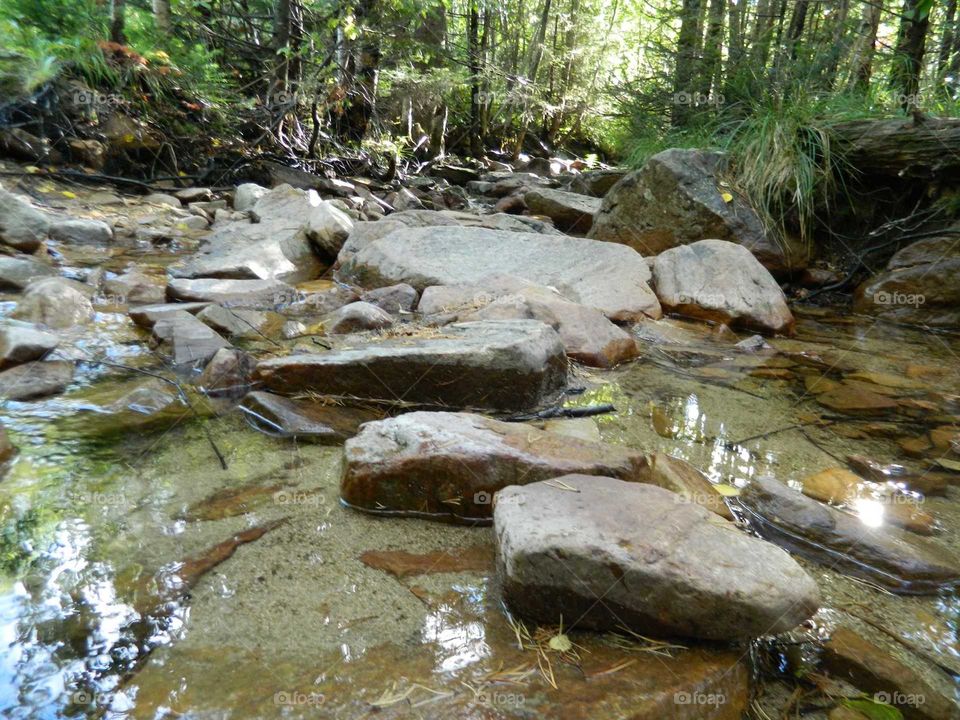 Stream in the forest. National park