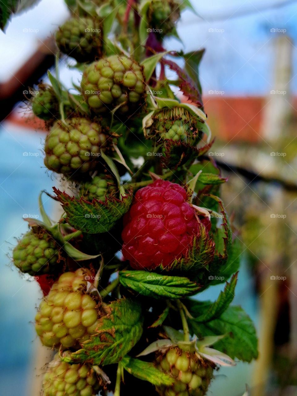 magenta raspberry