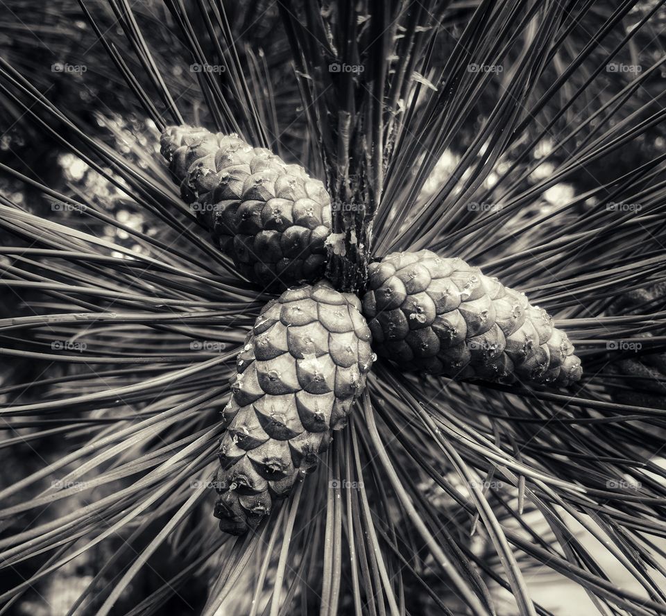 Three pinecones