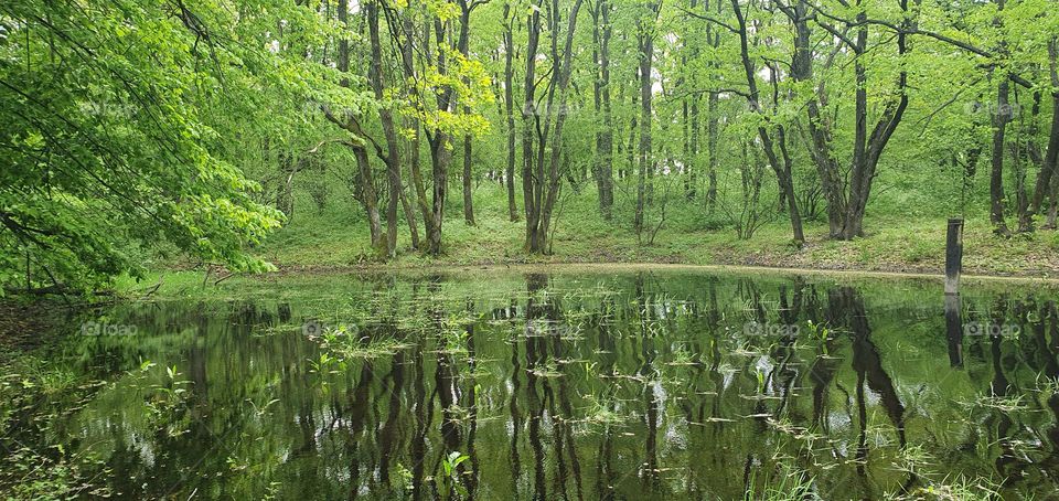 The lake from the middle of forest