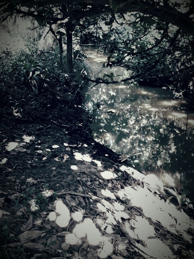 vintage forest
