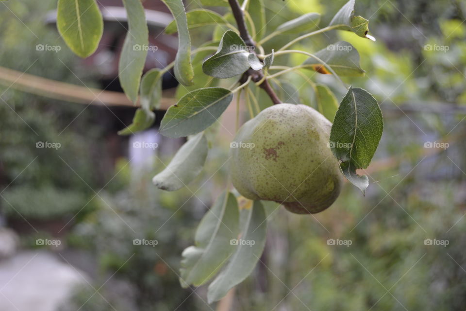 Pear on branch.