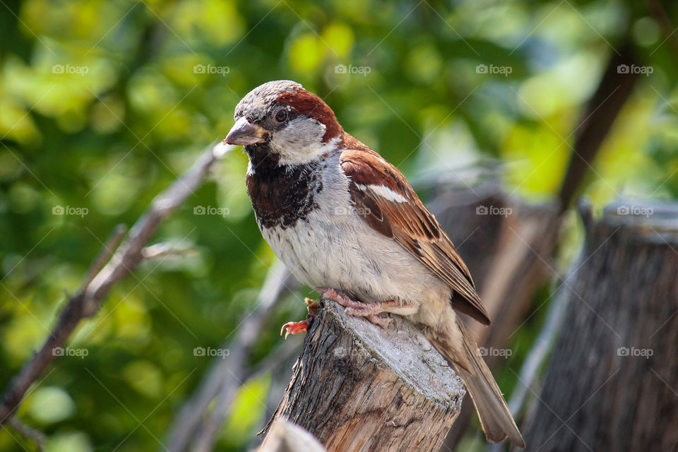 sparrow at the stamps