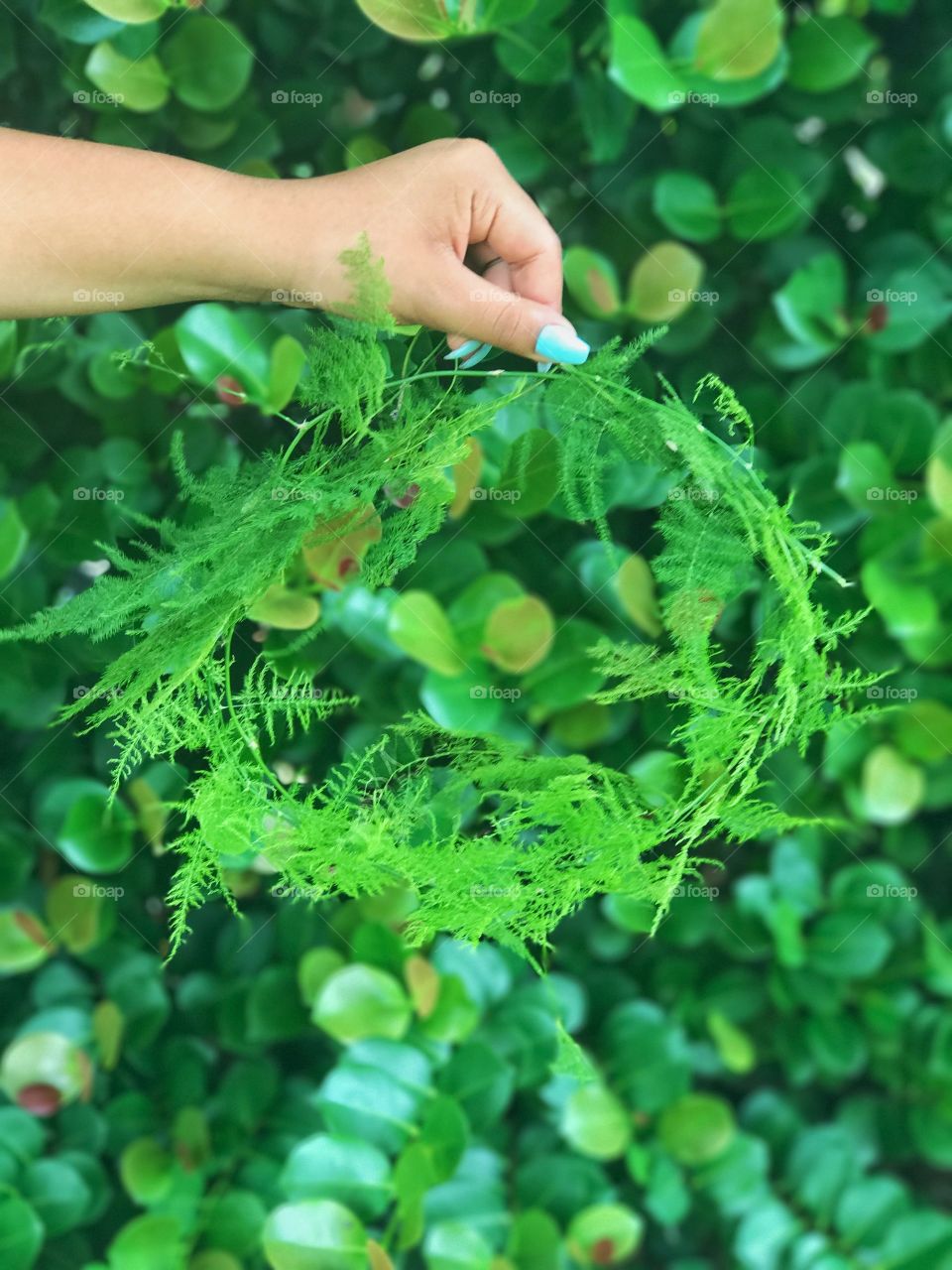 Green fern crown