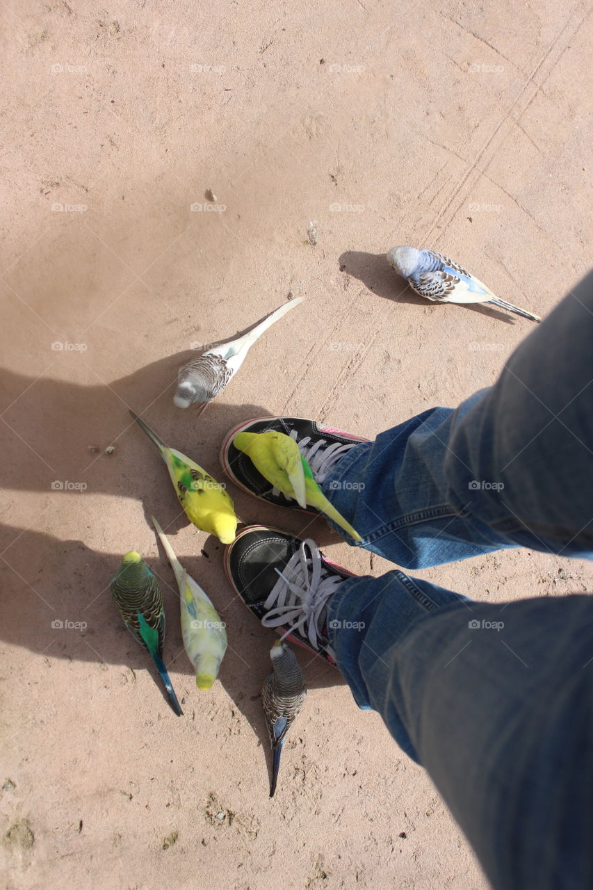 birds at my feet