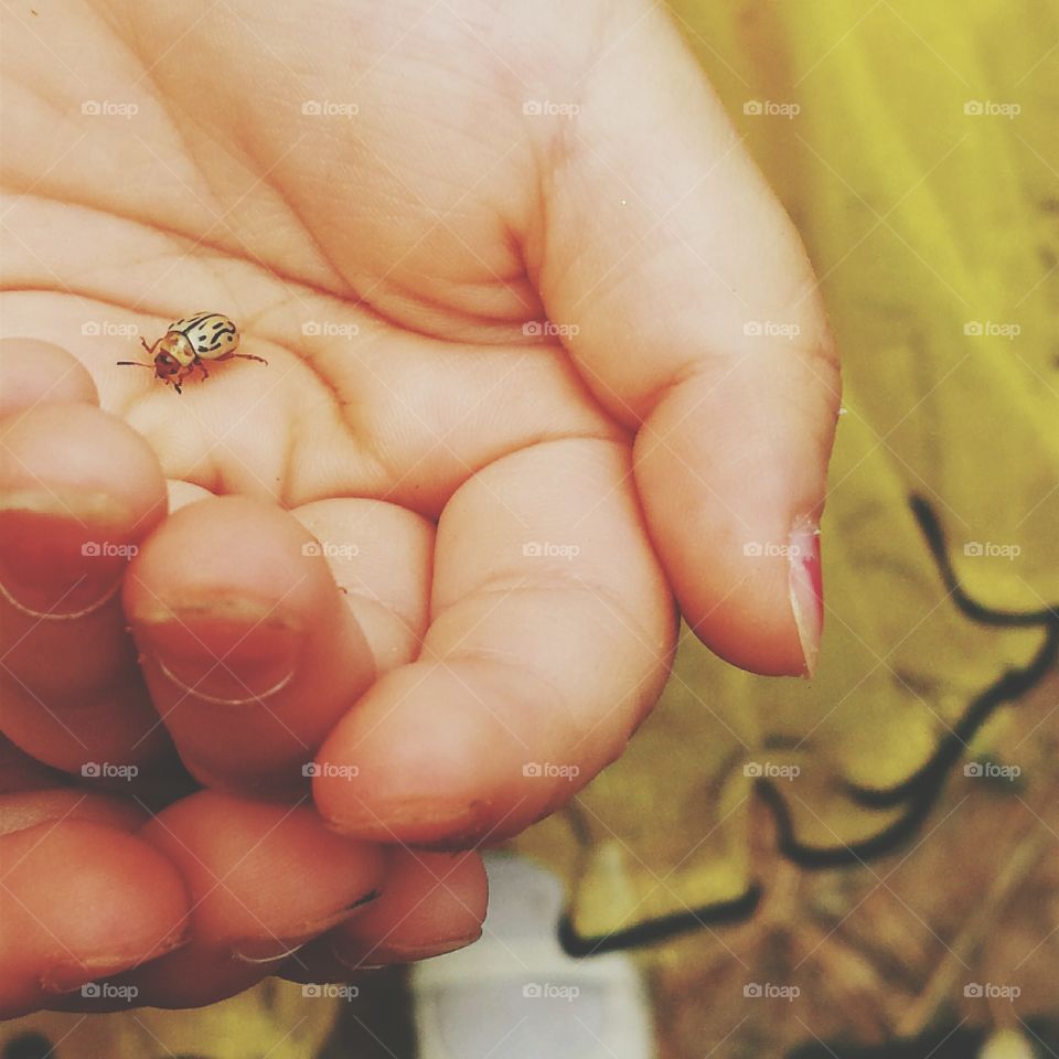 Insect, Invertebrate, One, Nature, Hand