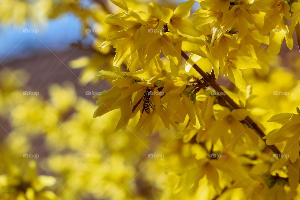 Wasp at the yellow flower