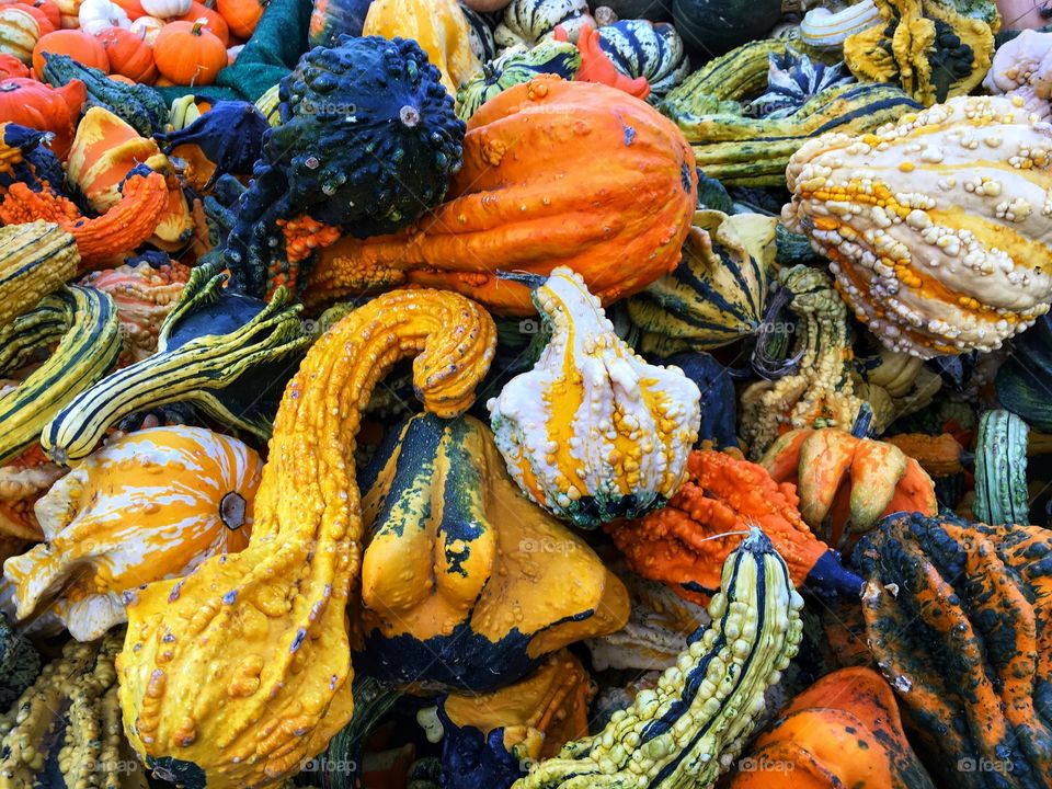 Gourds and Squash for Fall decorating