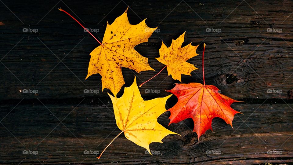 Close-up of maple leaves