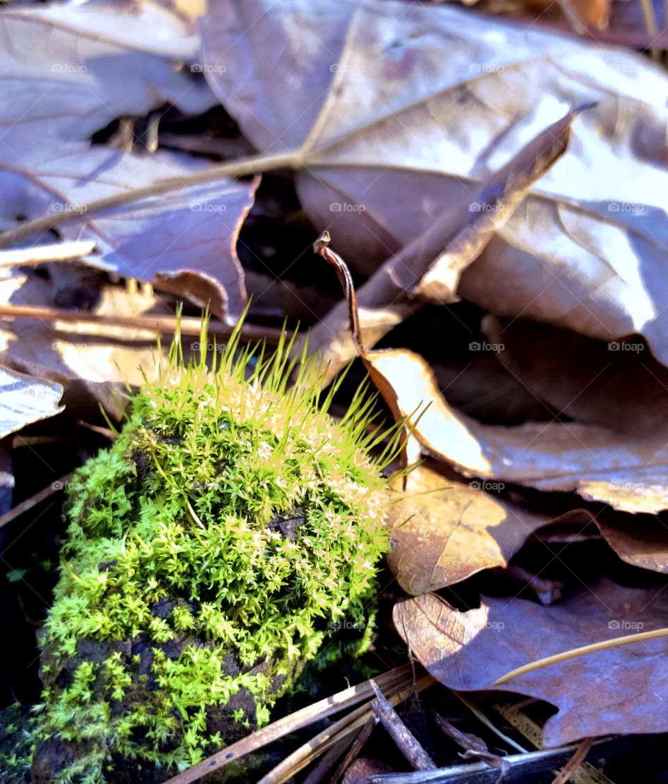 Bright green moss in dry fallen leaves 