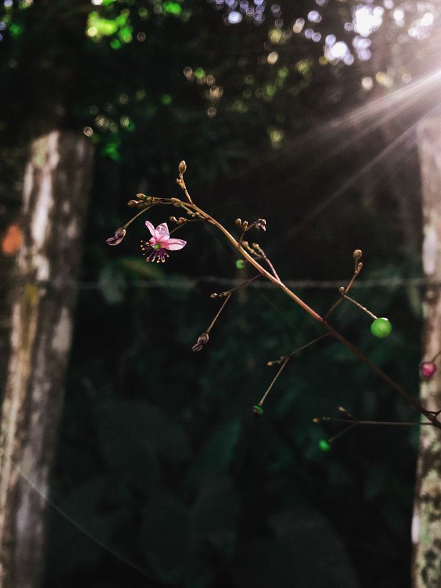 Delicate flower 
