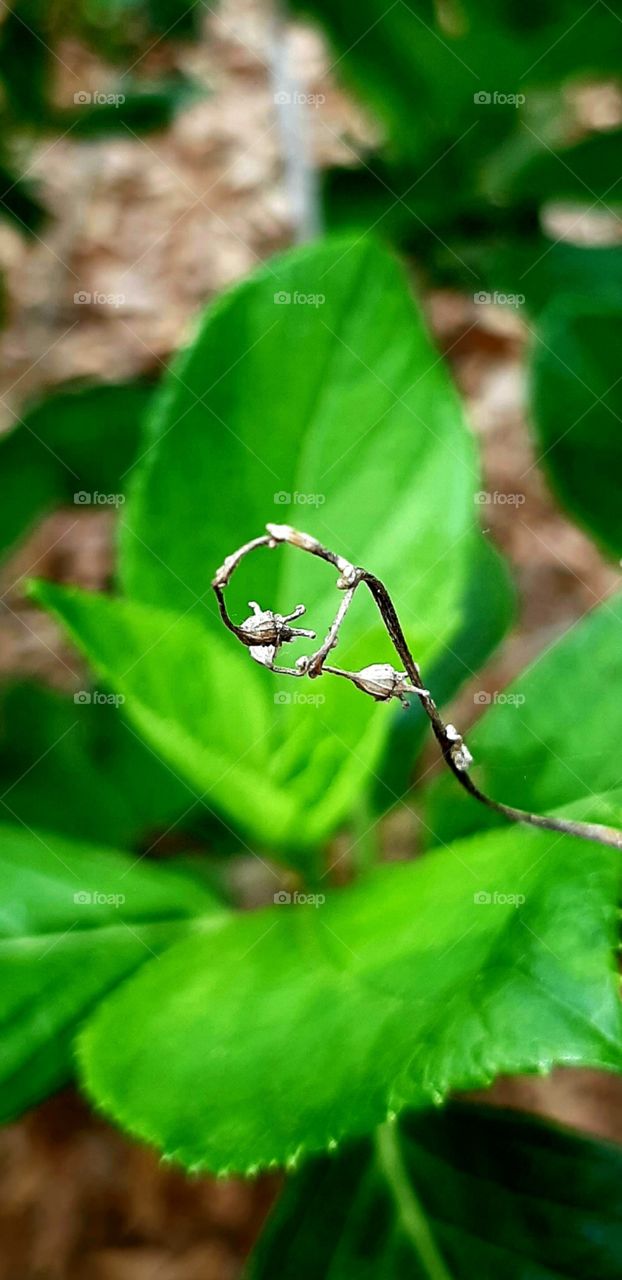 interesting dried flower